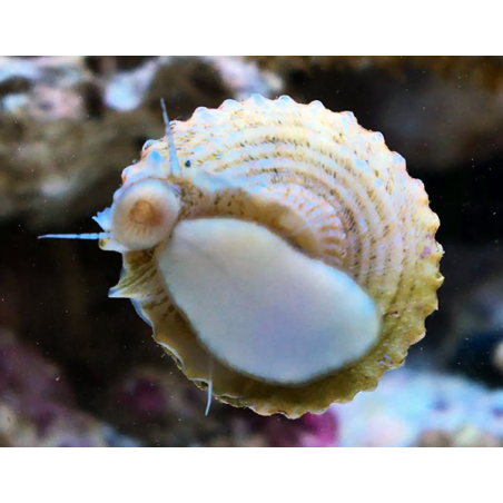 Astraea Tectum XL