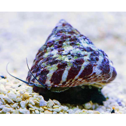 Trochus Histrio