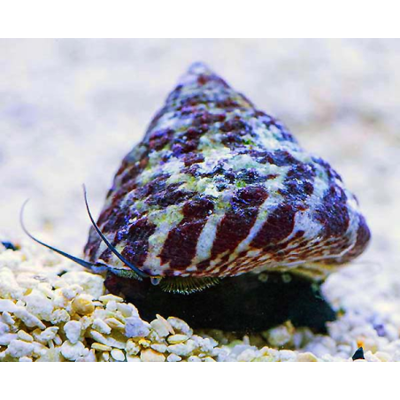 Trochus Histrio