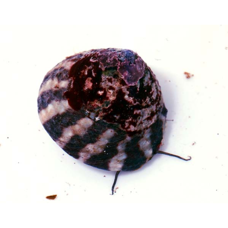 Trochus Histrio