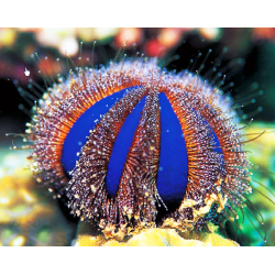 Mespilia Globulus
