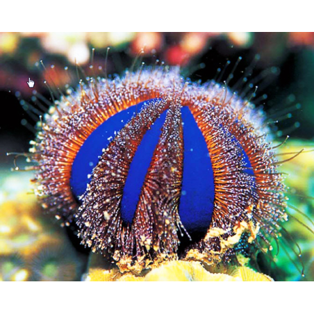 Mespilia Globulus
