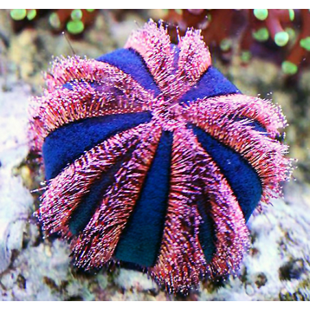 Mespilia Globulus