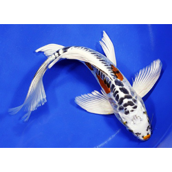 Carpe KOI BUTTERFLY