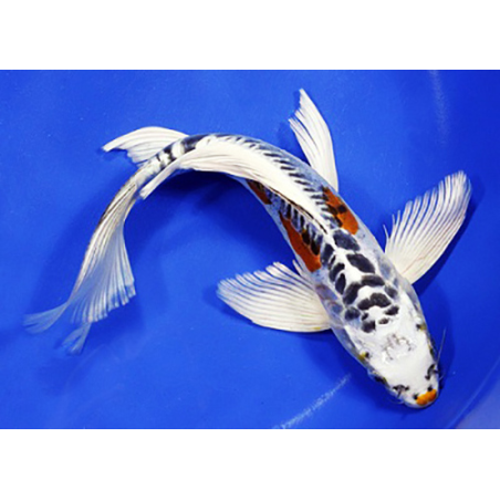 Carpe KOI BUTTERFLY