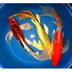 Carpe KOI BUTTERFLY