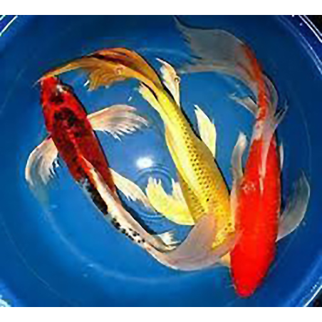 Carpe KOI BUTTERFLY