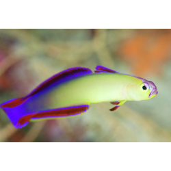 Nemateleotris Exquisita