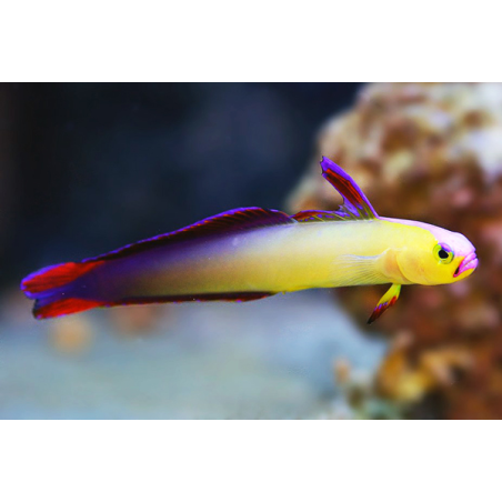 Nemateleotris Exquisita