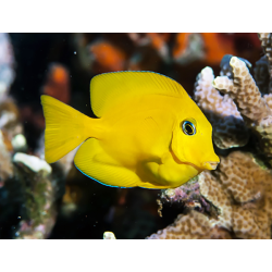 Acanthurus  Pyroferus - Livrea: Giovane