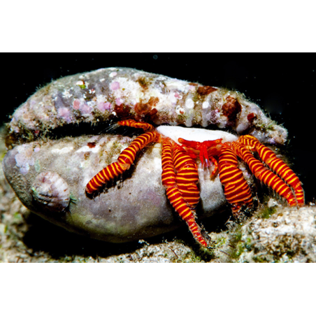 Ciliopagurus Strigatus