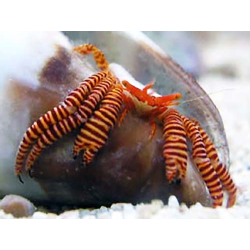 Ciliopagurus Strigatus
