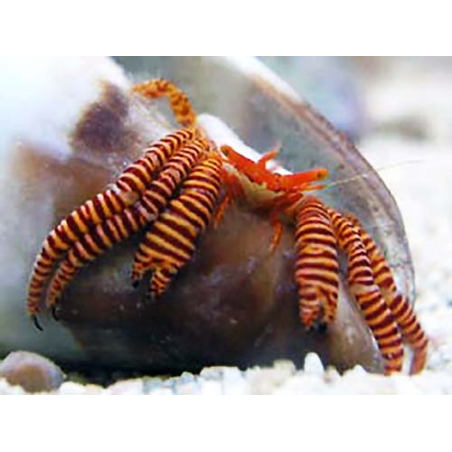 Ciliopagurus Strigatus