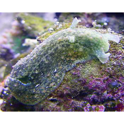 Dolabrifera Dolabrifera