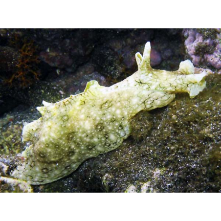 Dolabrifera Dolabrifera
