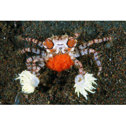 Lybia Tessellata