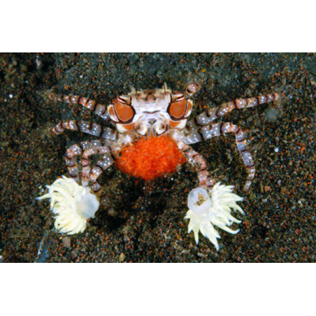 Lybia Tessellata