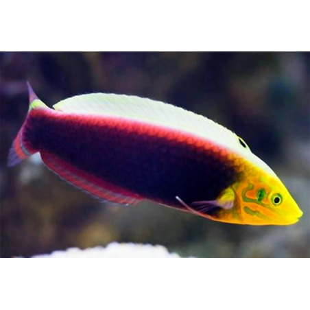 Halichoeres Iridis
