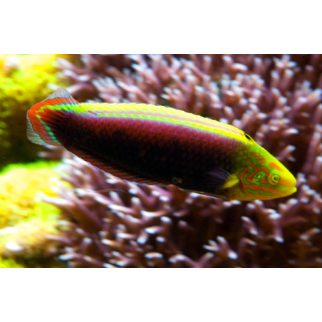 Halichoeres Iridis