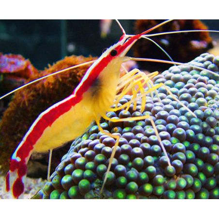 Lysmata Amboinensis