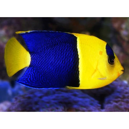 Centropyge Bicolor