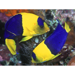 Centropyge Bicolor