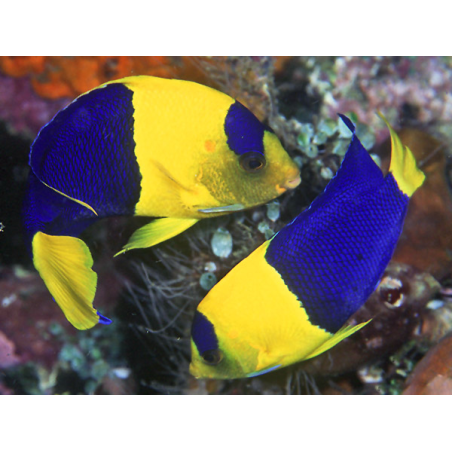 Centropyge Bicolor