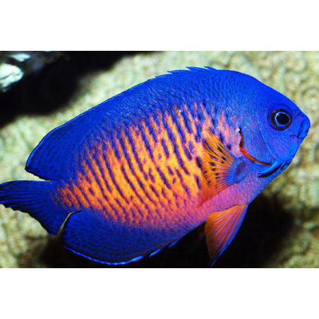 Centropyge Bispinosa