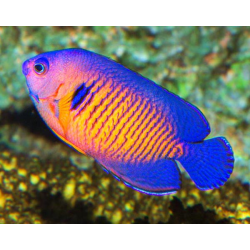 Centropyge Bispinosa