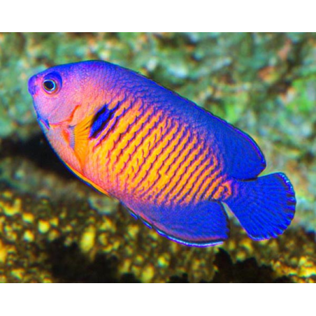 Centropyge Bispinosa