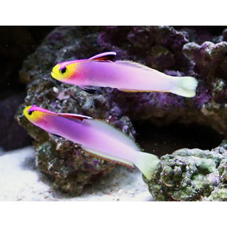 Nemateleotris Helfrichi