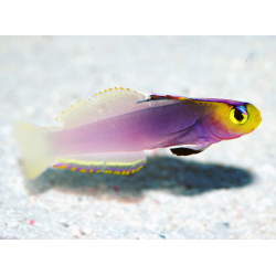 Nemateleotris Helfrichi