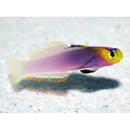 Nemateleotris Helfrichi
