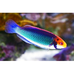 Cirrhilabrus Solorensis