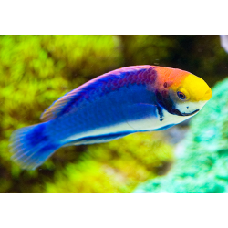 Cirrhilabrus Solorensis
