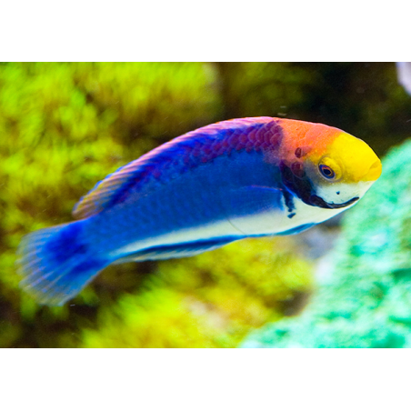 Cirrhilabrus Solorensis