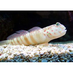 Valenciennea Puellaris