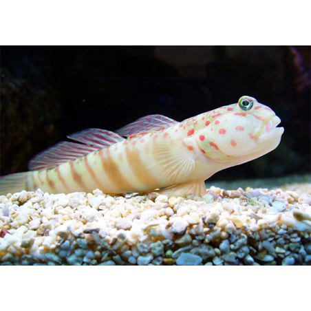 Valenciennea Puellaris