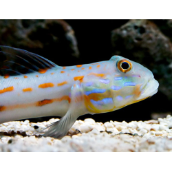 Valenciennea Puellaris