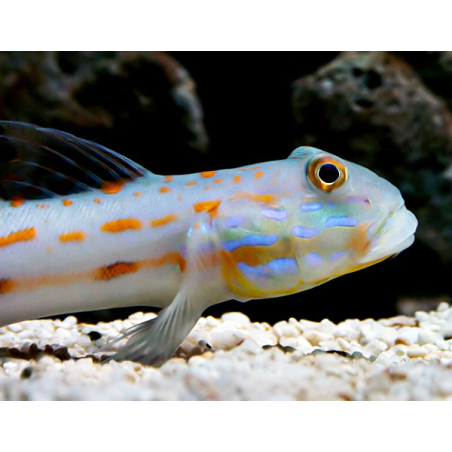Valenciennea Puellaris