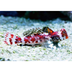 Synchiropus Stellatus