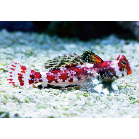 Synchiropus Stellatus