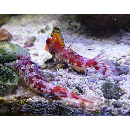 Synchiropus Stellatus