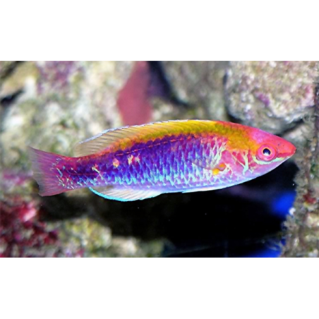 Cirrhilabrus Lubbocki