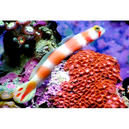 Cryptocentrus Aurora
