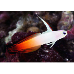 Nemateleotris Magnifica