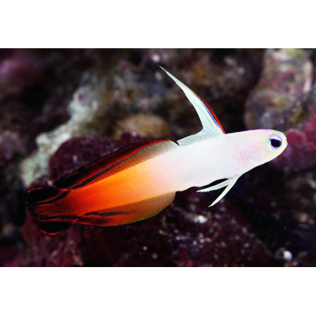 Nemateleotris Magnifica