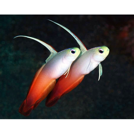 Nemateleotris Magnifica