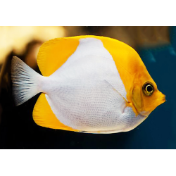 Hemitaurichthys Polylepis