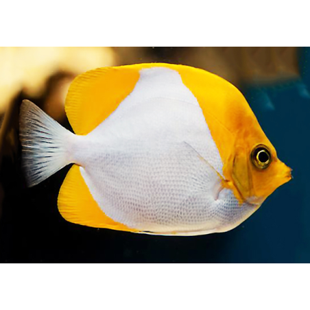 Hemitaurichthys Polylepis